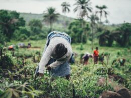 African farm