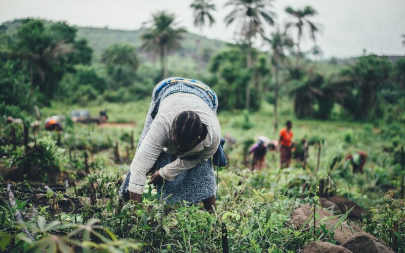 African farm